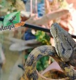 Magazoo Boa Arboricole d'Amazonie Orange Mâle