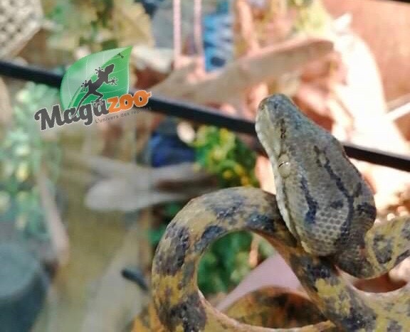 Magazoo Boa Arboricole d'Amazonie Orange Mâle