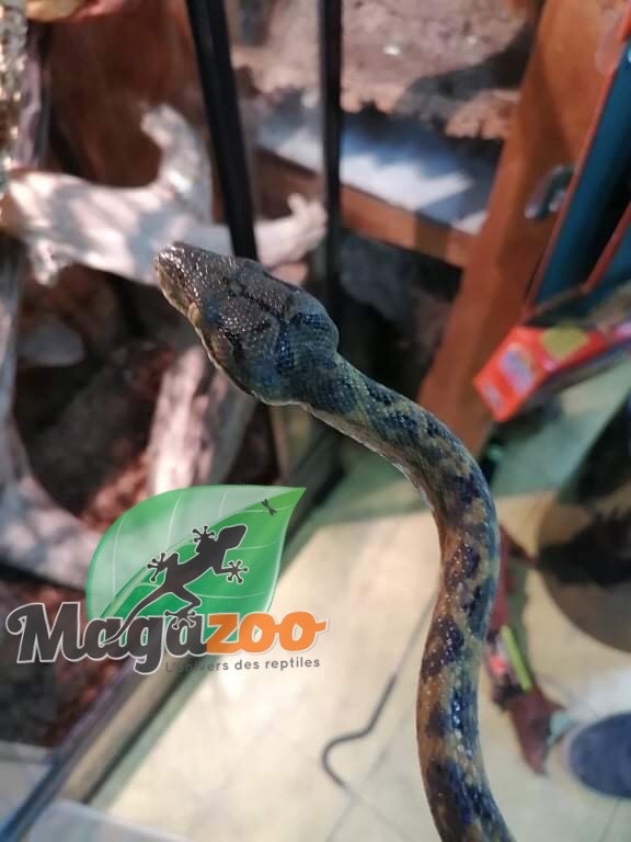 Magazoo Boa Arboricole d'Amazonie Orange Mâle