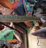 Magazoo Boa Arboricole d'Amazonie Orange Mâle