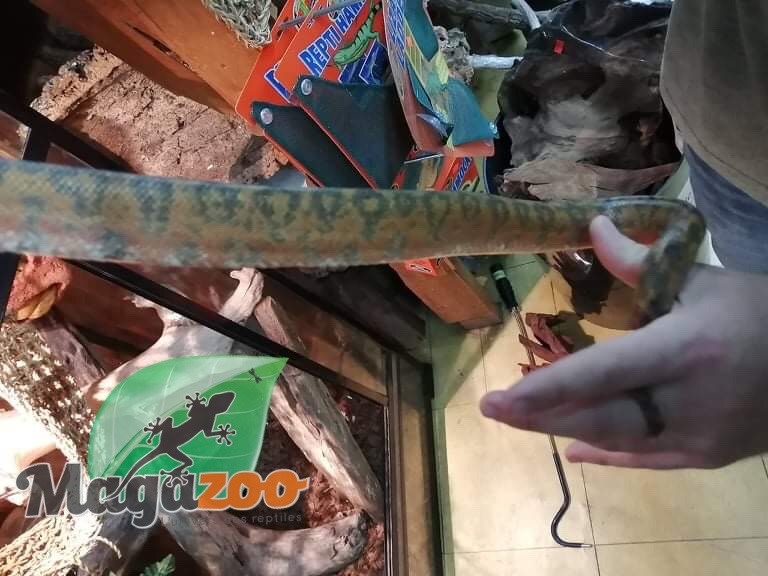 Magazoo Boa Arboricole d'Amazonie Orange Mâle