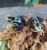 Magazoo Dendrobate 'Tinctorius Green Sipaliwini (Poison Dart frog )