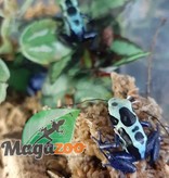 Magazoo Dendrobate 'Tinctorius Green Sipaliwini (Poison Dart frog )