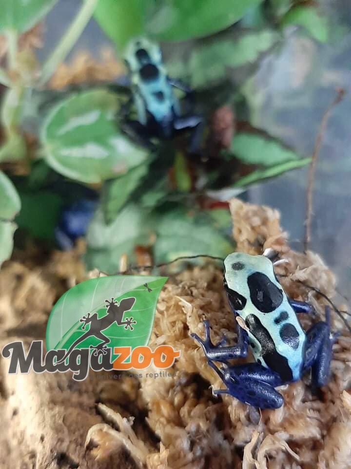 Magazoo Dendrobate 'Tinctorius Green Sipaliwini (Poison Dart frog)