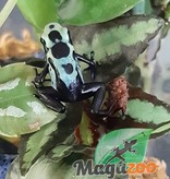 Magazoo Dendrobate 'Tinctorius Green Sipaliwini (Poison Dart frog )