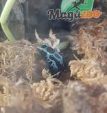 Magazoo Dendrobate 'Tinctorius Green Sipaliwini (Poison Dart frog)