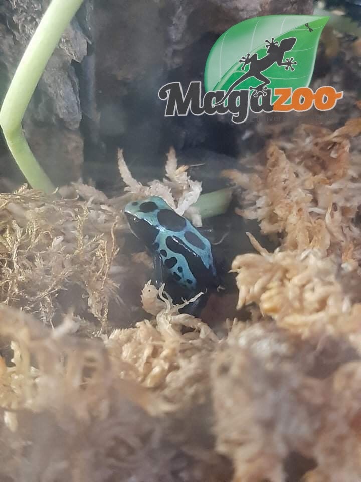 Magazoo Dendrobate 'Tinctorius Green Sipaliwini (Poison Dart frog)