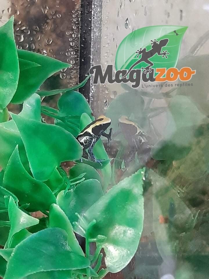 Magazoo Dendrobate 'Tinctorius Patricia' (Patricia Poison Dart frog)