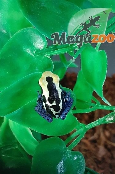 Magazoo Dendrobate 'Tinctorius Patricia'(Patricia Poison Dart frog )