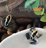 Magazoo Dendrobate 'Tinctorius Patricia'(Patricia Poison Dart frog )