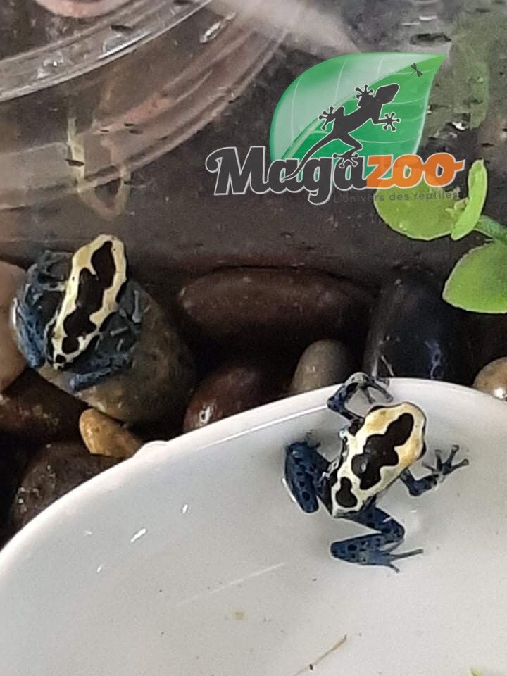 Magazoo Dendrobate 'Tinctorius Patricia' (Patricia Poison Dart frog)