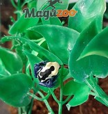 Magazoo Dendrobate 'Tinctorius Patricia' (Patricia Poison Dart frog)