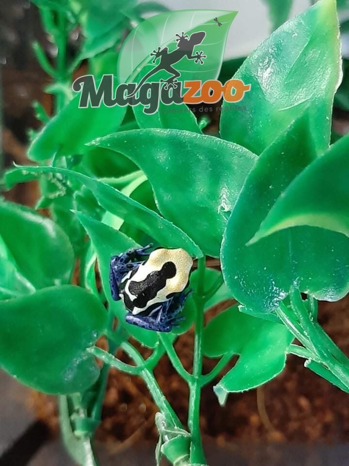 Magazoo Dendrobate 'Tinctorius Patricia'(Patricia Poison Dart frog )