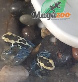 Magazoo Dendrobate 'Tinctorius Patricia' (Patricia Poison Dart frog)