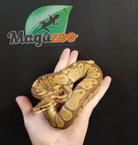 Magazoo Ball python Ultramel (Female)
