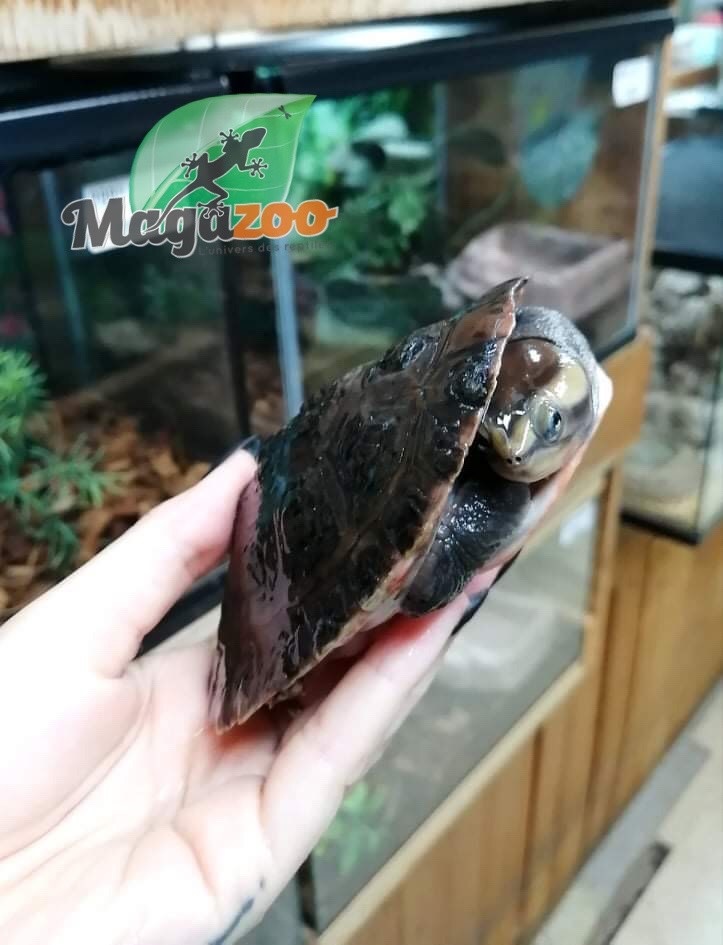 Magazoo Red-Bellied sidenecked turtle Juvenile