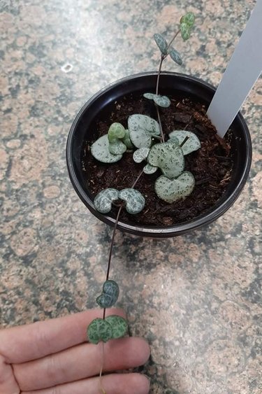 Magazoo Plante Ceropegia woodii