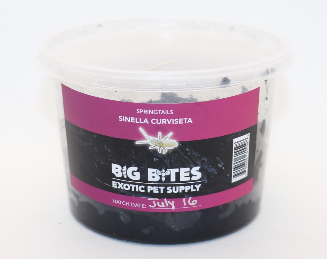 Big Bites Culture de collembole rose (Sinella Curviseta) - Pink Springtail Culture (Sinella Curviseta)