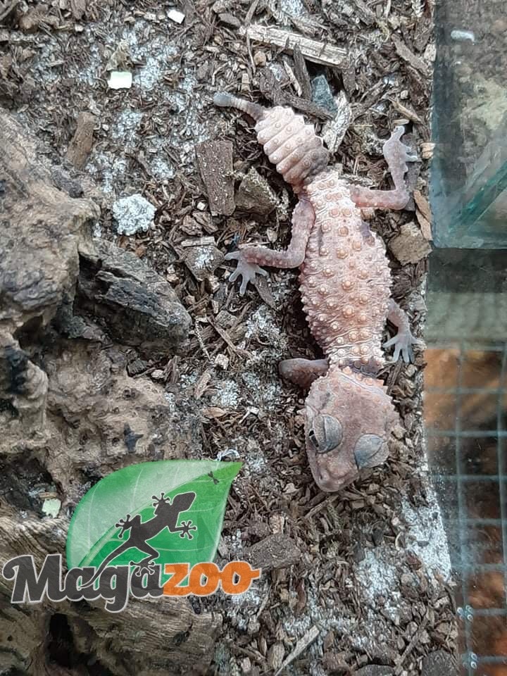 Magazoo Knob Tailed Gecko Paterneless