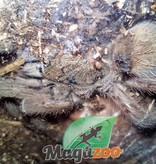 Magazoo Emerald squeleton tarantula/Ephebopus uatuman