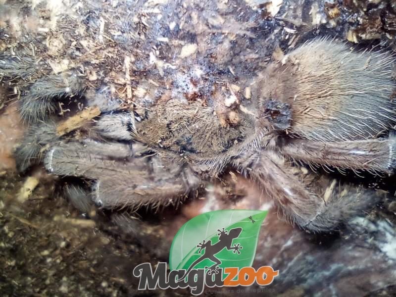 Magazoo Emerald squeleton tarantula/Ephebopus uatuman