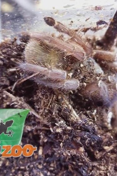 Magazoo Emerald squeleton tarantula/Ephebopus uatuman