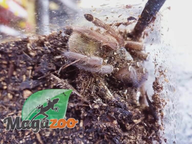 Magazoo Emerald squeleton tarantula/Ephebopus uatuman