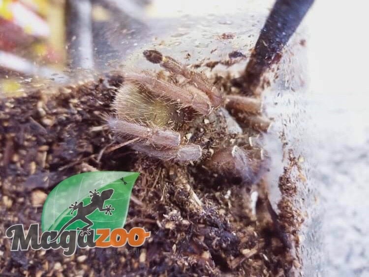 Magazoo Emerald squeleton tarantula/Ephebopus uatuman