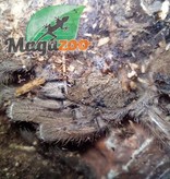 Magazoo Emerald squeleton tarantula/Ephebopus uatuman