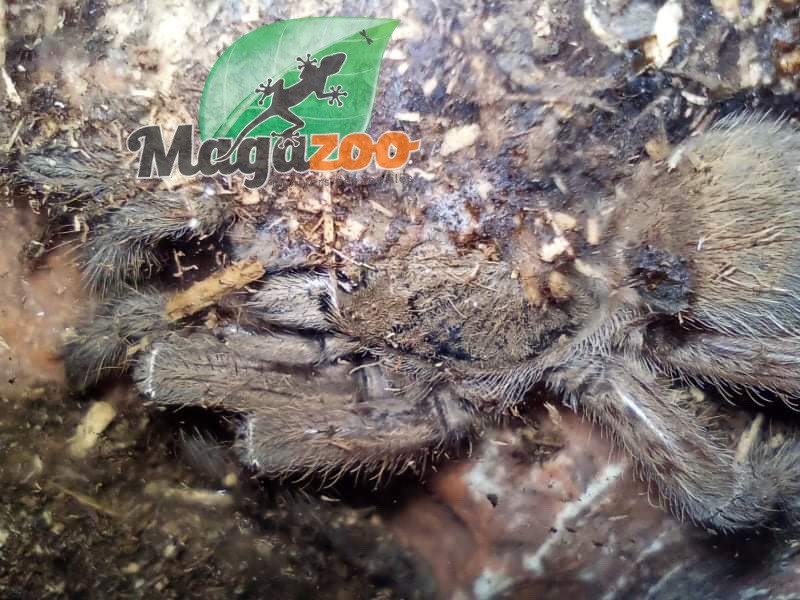 Magazoo Emerald squeleton tarantula/Ephebopus uatuman