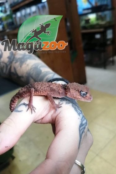 Magazoo Knob Tailed Gecko