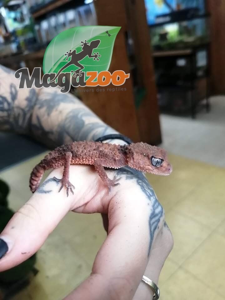 Magazoo Gecko à queue lisse  (Knob Tailed )