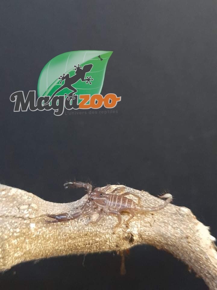 Scorpion Noir D Asie Bebe Heterometrus Spinifer Magazoo L Univers Des Reptiles