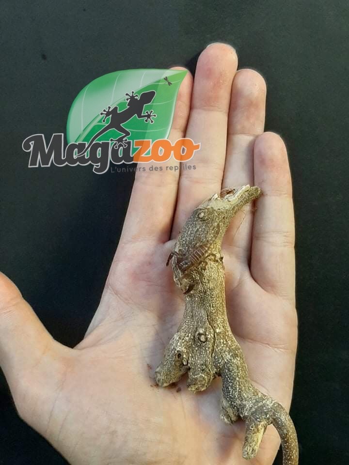 Scorpion Noir D Asie Bebe Heterometrus Spinifer Magazoo L Univers Des Reptiles