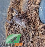 Scorpion Noir D Asie Bebe Heterometrus Spinifer Magazoo L Univers Des Reptiles Scorpion Noir D Asie Bebe Heterometrus Spinifer Magazoo L Univers Des Reptiles