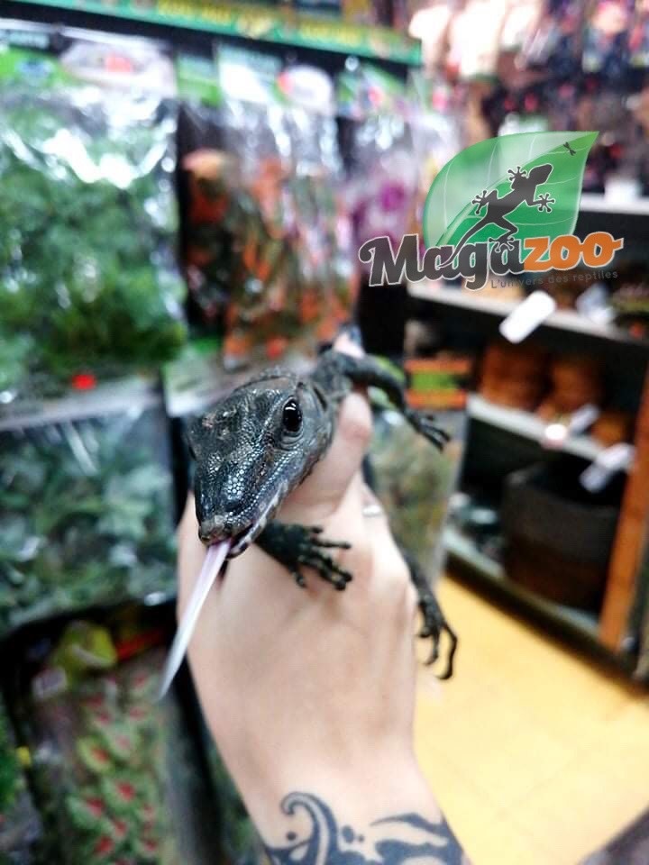 Varan A Bec De Corbeau Bebe Magazoo L Univers Des Reptiles