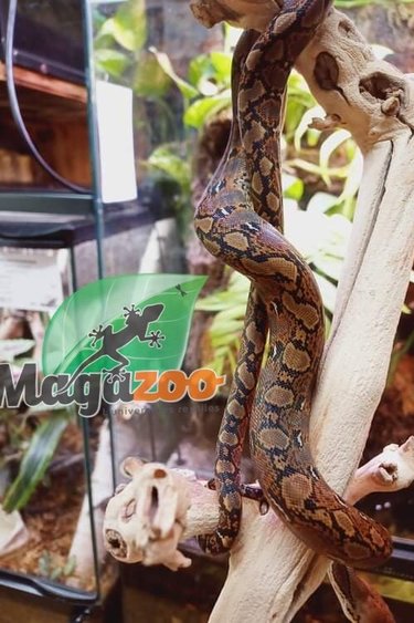 Magazoo Reticulated python Baby Male 2021 (66% Poss. Het. Albino Lavander and White)