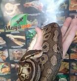 Magazoo Python royal Pewter Double het Caramel  Pied Male #1 (cinamon pastel)