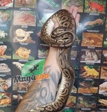 Magazoo Python royal Pewter Double het Caramel  Pied Male #1 (cinamon pastel)