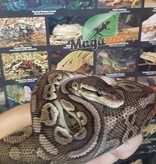 Magazoo Ball Python Pewter Double het Caramel Male #1 (cinamon pastel)