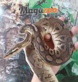 Magazoo Python royal Pewter (DH. Caramel  Pied) Male #2