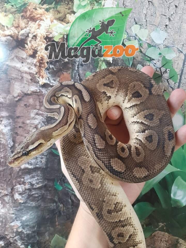 Magazoo Ball Python Pewter Double het Caramel Male #2 (cinamon pastel)