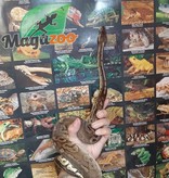 Magazoo Ball Python Pewter Double het Caramel Male #2 (cinamon pastel)