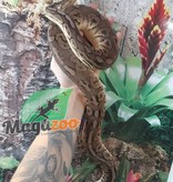 Magazoo Ball Python Pewter Double het Caramel Male #2 (cinamon pastel)