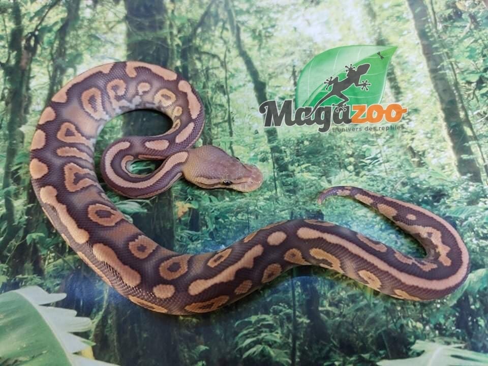 Magazoo Ball pythonl Cinnamel 66% het pied male