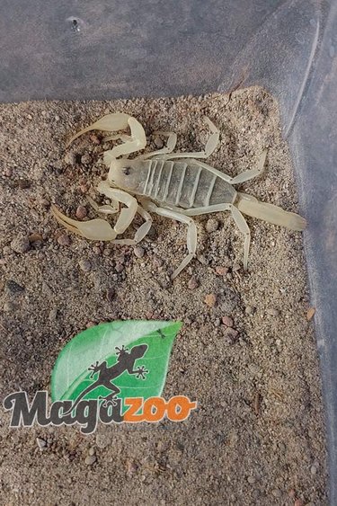 Scorpion Centipede Magazoo L Univers Des Reptiles