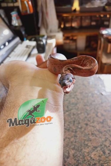 Magazoo Boa Sonoran Hypo Léopard (Bébé femelle)(50% pos. het. super stripe)