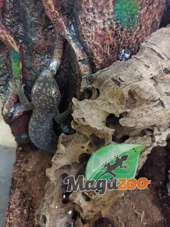 Magazoo Tokay gecko