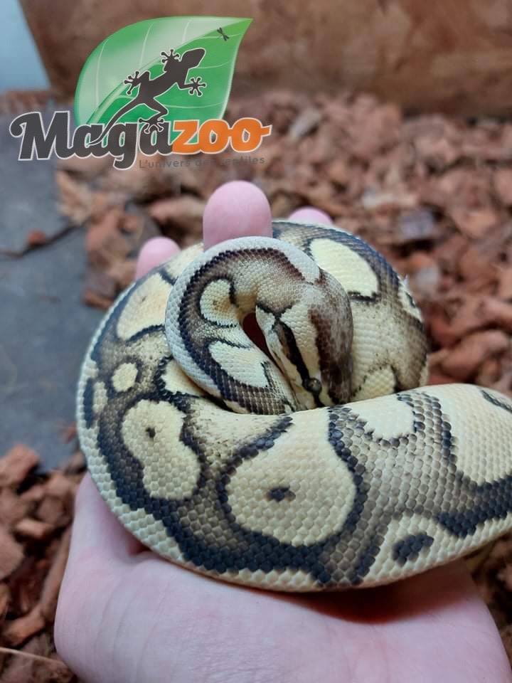 Magazoo Ball python Pastel (66% double het hypo pied) Female