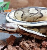 Magazoo Python royal pastel (66% double het hypo pied) Femelle